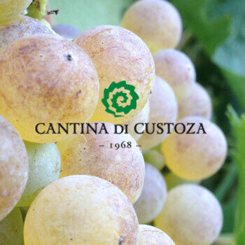 Die Weinkellerei Custoza liegt auf den...